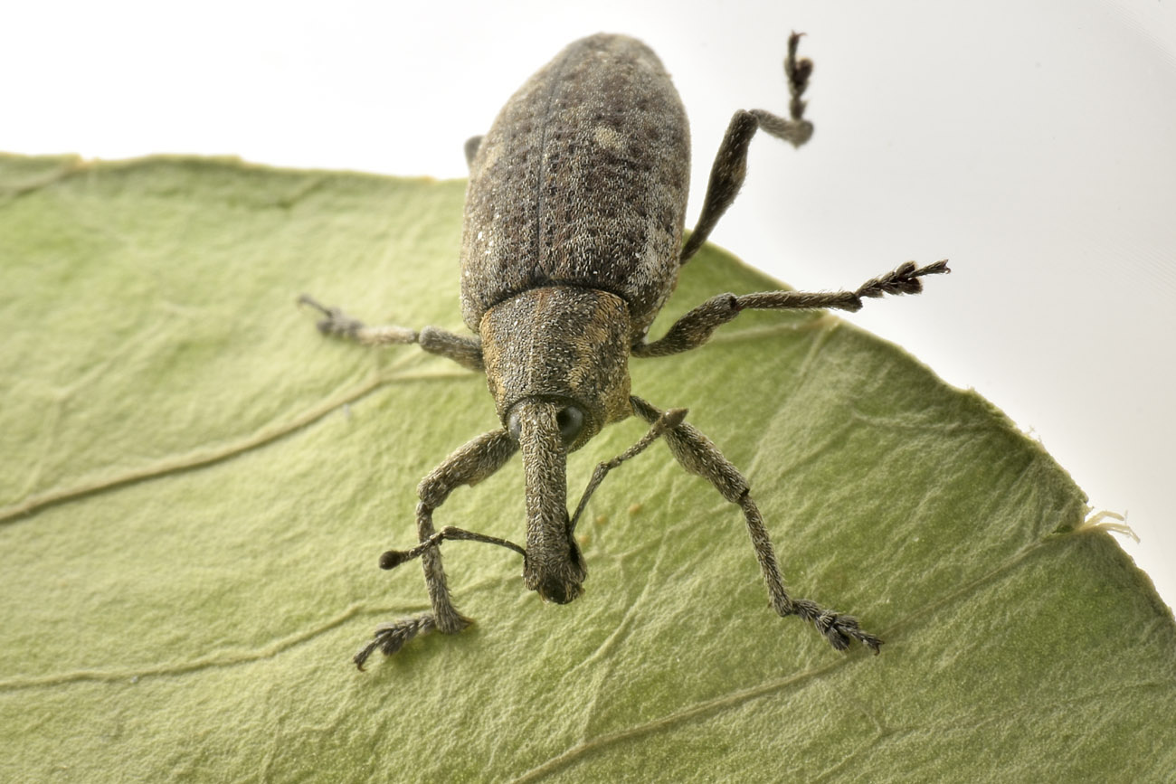 Curculionidae: Lepyrus palustris?